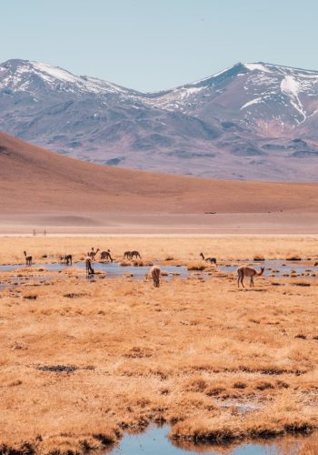 atacama0